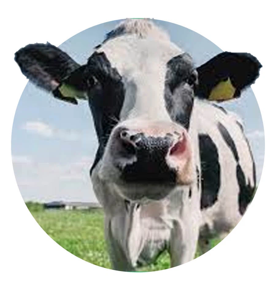 rubber mat 1 rubber mat 1