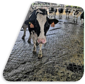 rubber mat 4 rubber mat 4