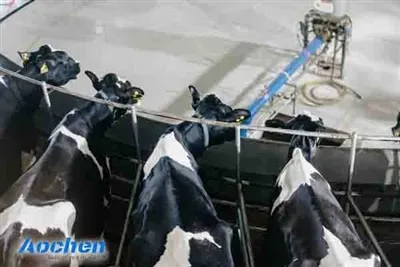 Benefits Of Rubber Flooring During Milking: Improving Comfort And Efficiency ...
