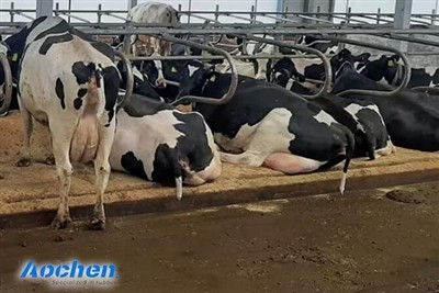Cattle Mats & Dairy Barn Flooring