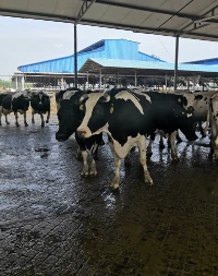AOCHEN Livestock Rubber Mats AOCHEN Livestock Rubber Mats