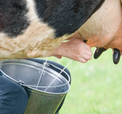 Comfort Directly Impacts Milk Yield
