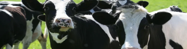Cow Mattress Cow Mattress