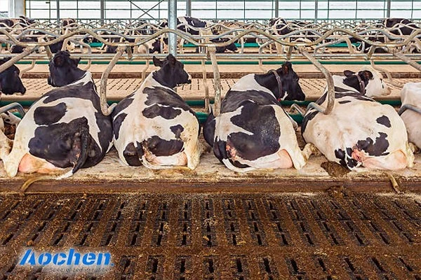 ⚠️ Cow resting is serious business